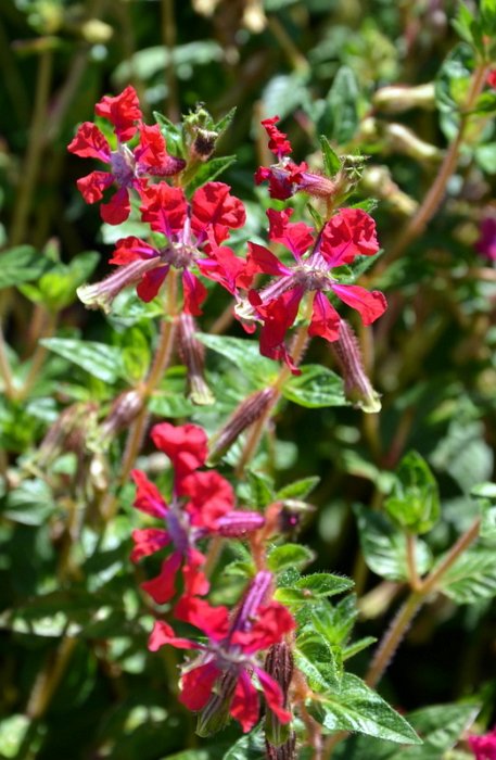 Cuphea llavea